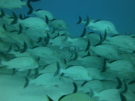 Cardume de peixes durante mergulho em Playa del Carmen, no litoral do Yucatán, no México